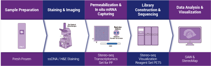 STOmics Stereo-seq Transcriptomics LCD FF workflow